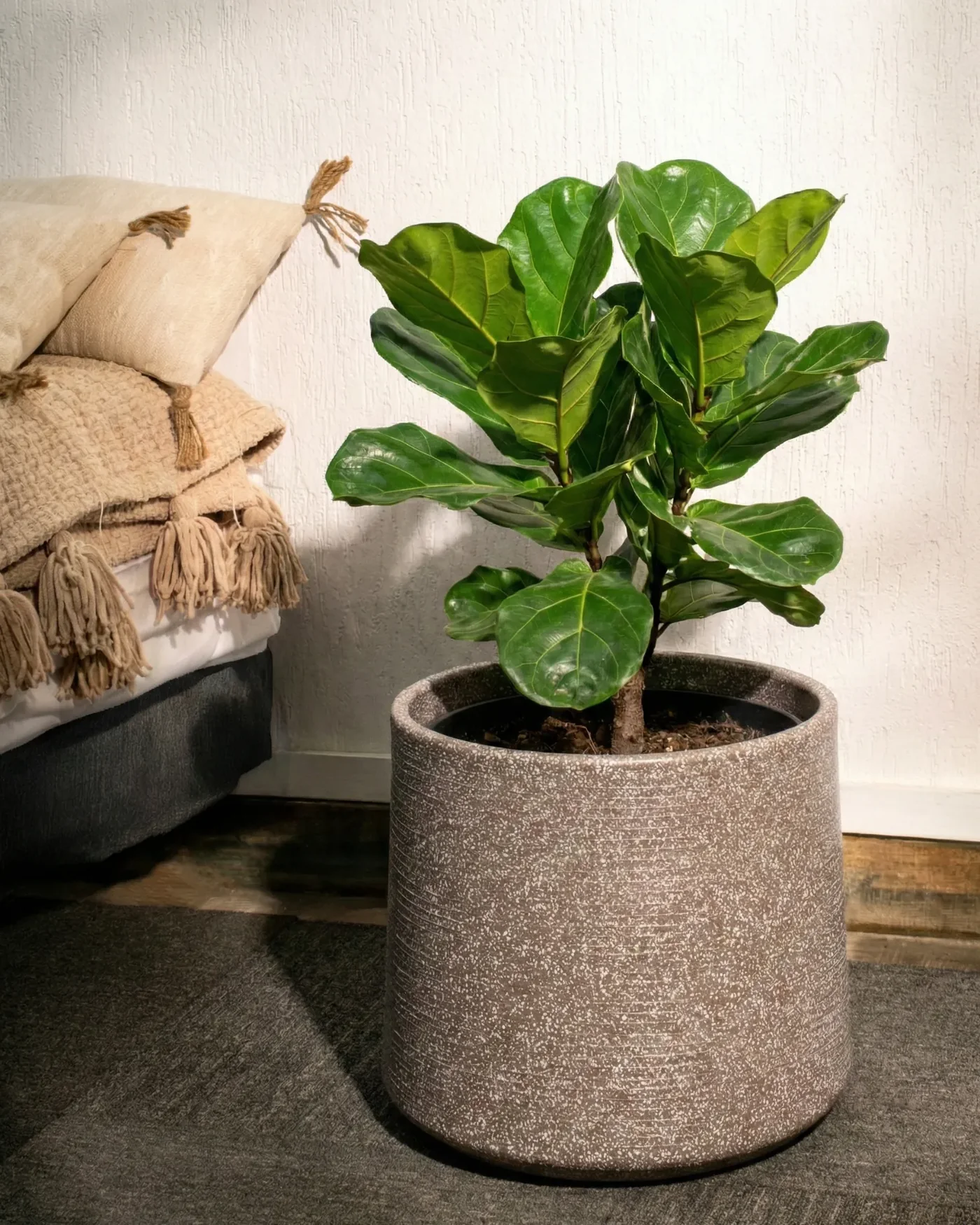 Elevate Your Space Naturally